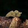 Les Fleurs du Bien cbd hemp flower
