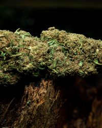 Flower Power CBD flower