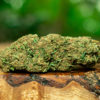 Flower Power CBD 26% (FR)