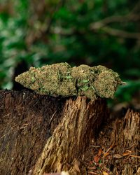 Flower Power CBD flower