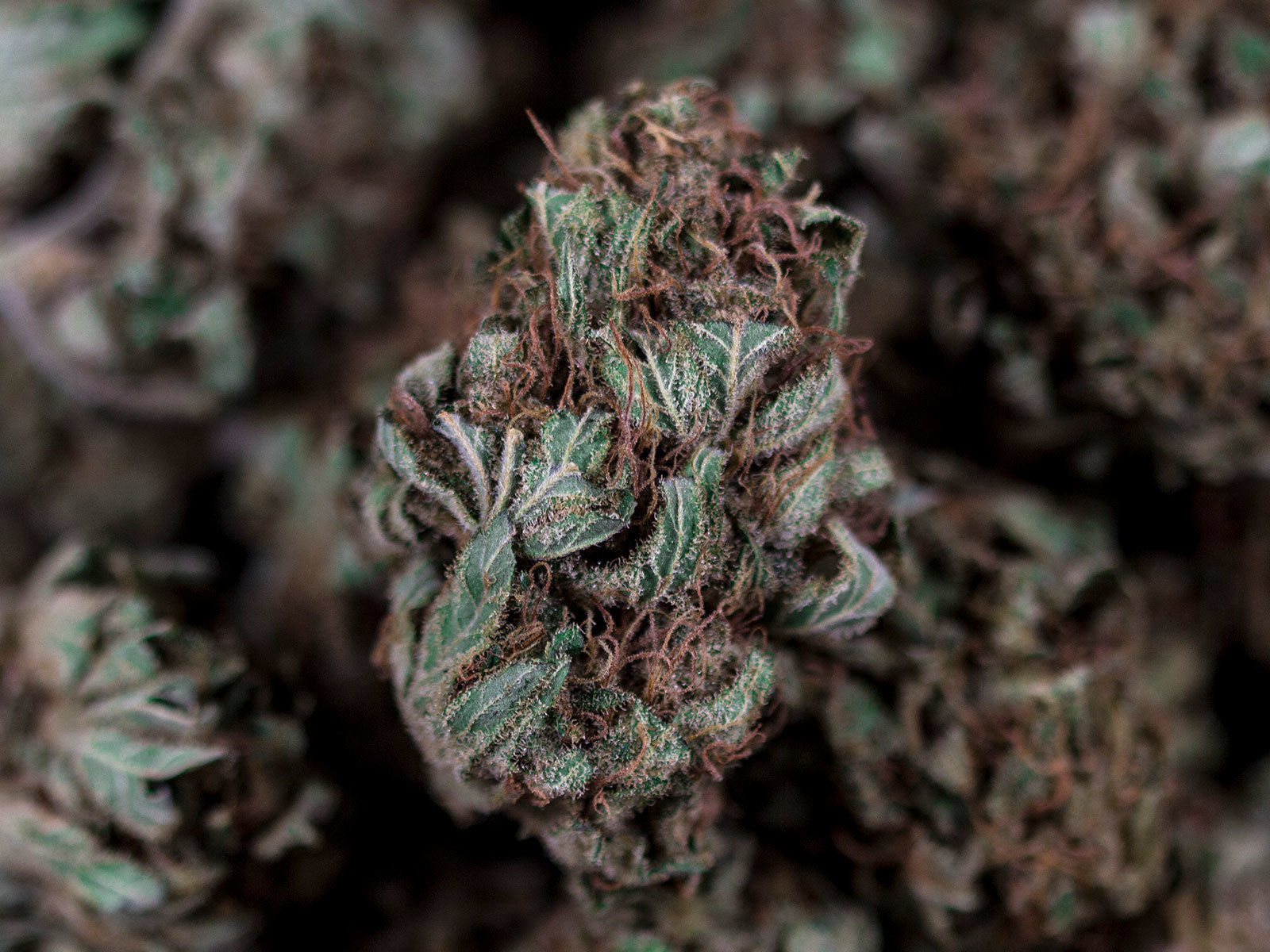 24 Hrs Of Lemons >> Flower Power - CBD 26% - high CBD rate cannabis - LadyMary 24 Hrs Of Lemons >> Flower Power - CBD 26% - high CBD rate cannabis - LadyMary