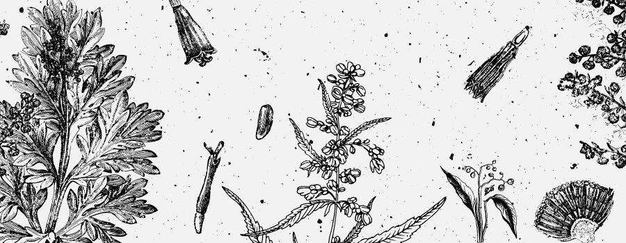 BornelLR Terpenes