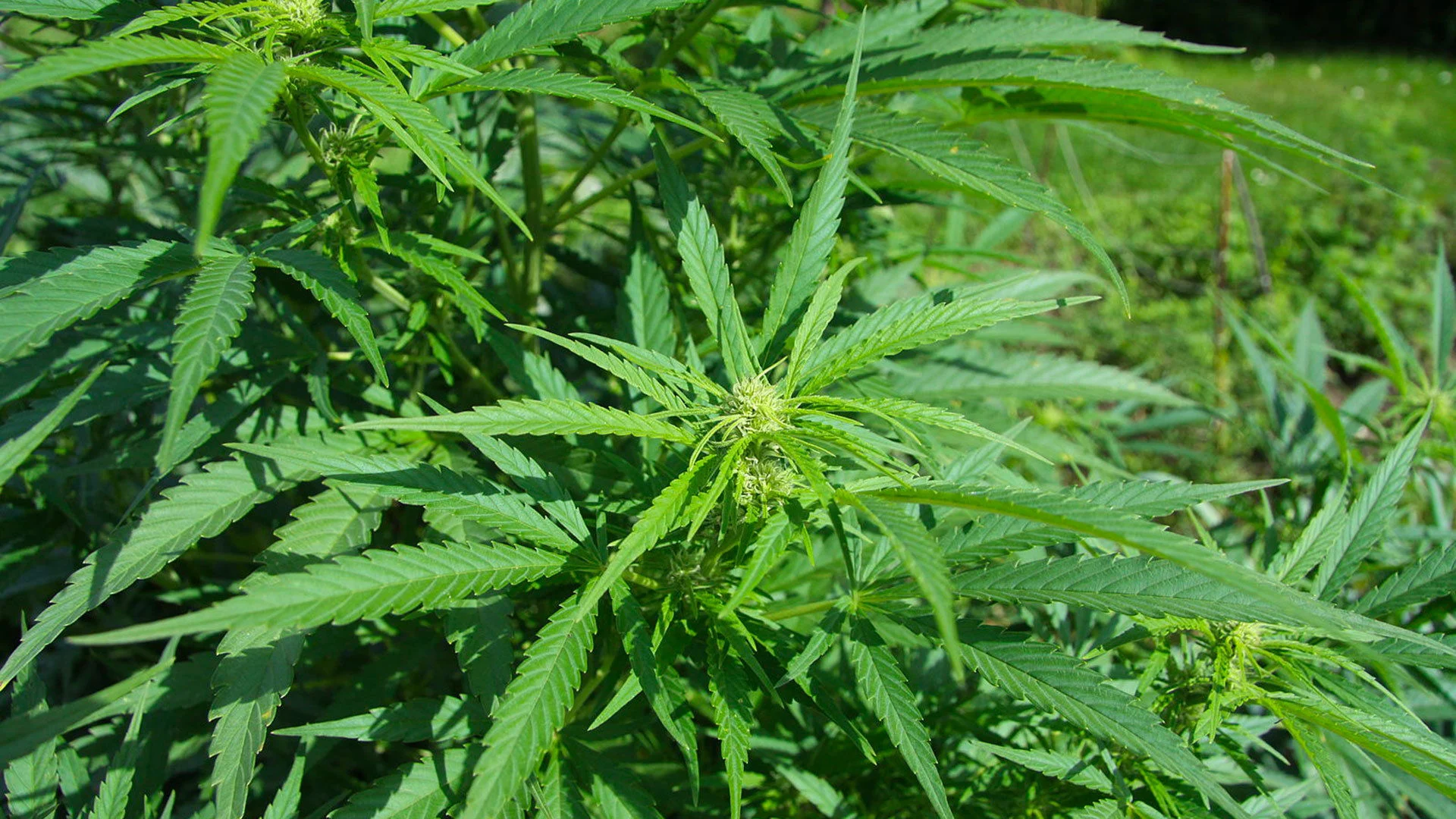 Cannabis Sativa L.