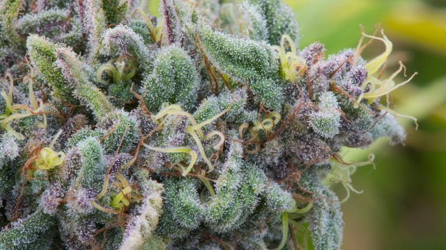 terpenes