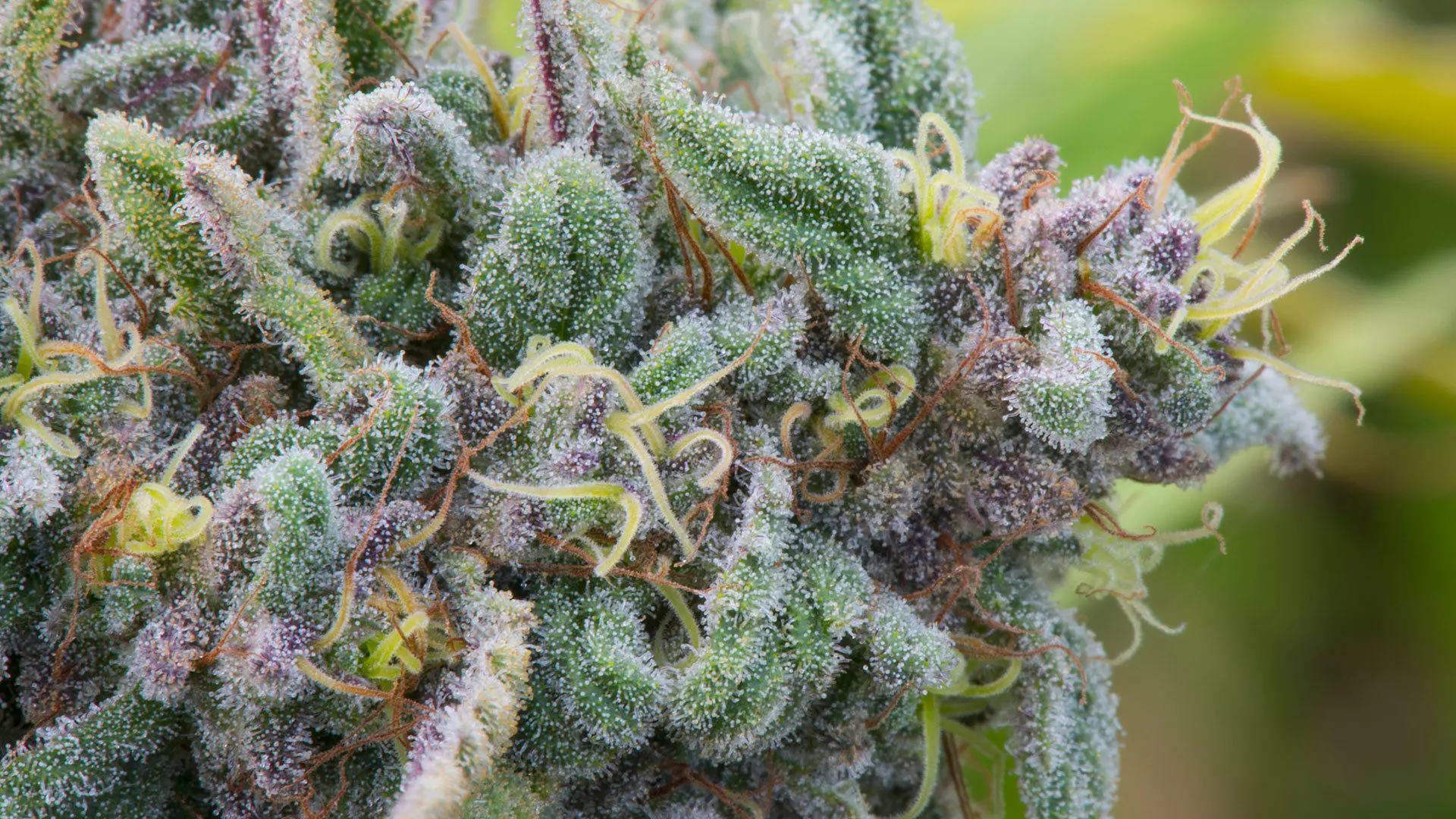 terpenes