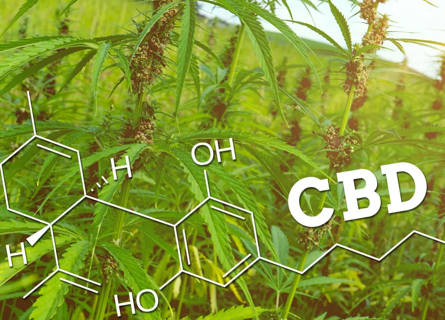 cbd proprietà ed effetti