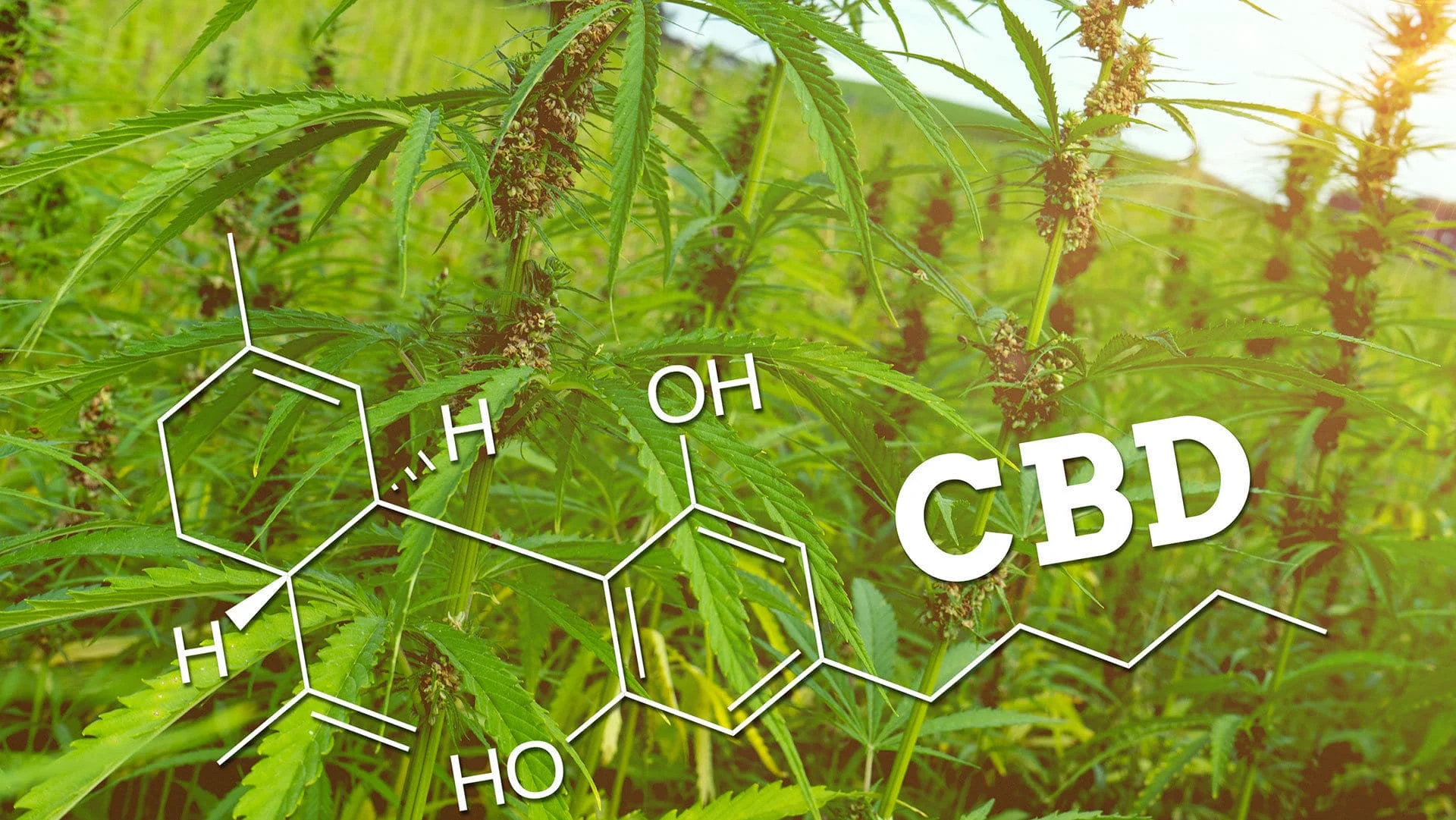 cbd proprietà ed effetti