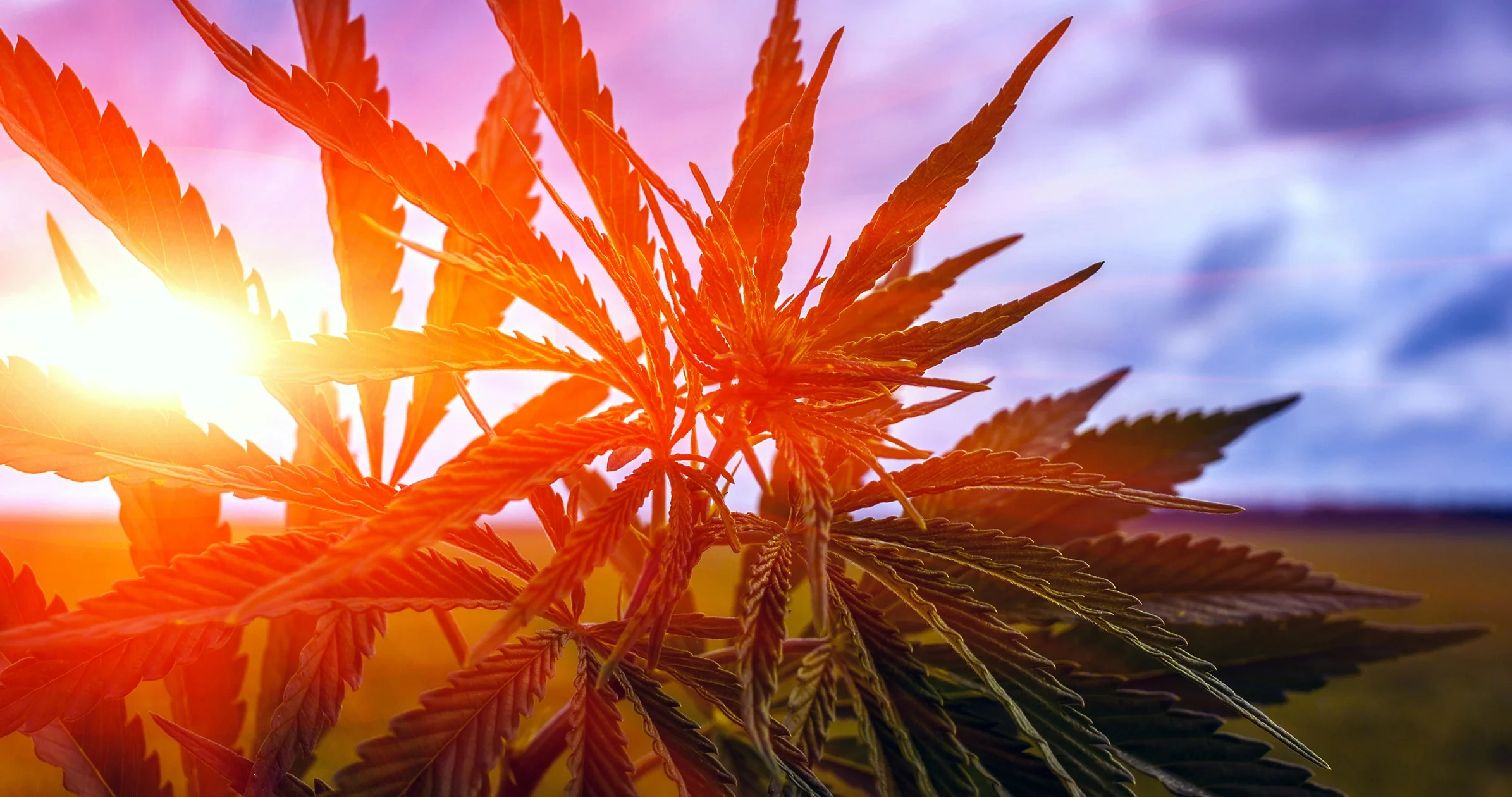 Cannabis light è legale