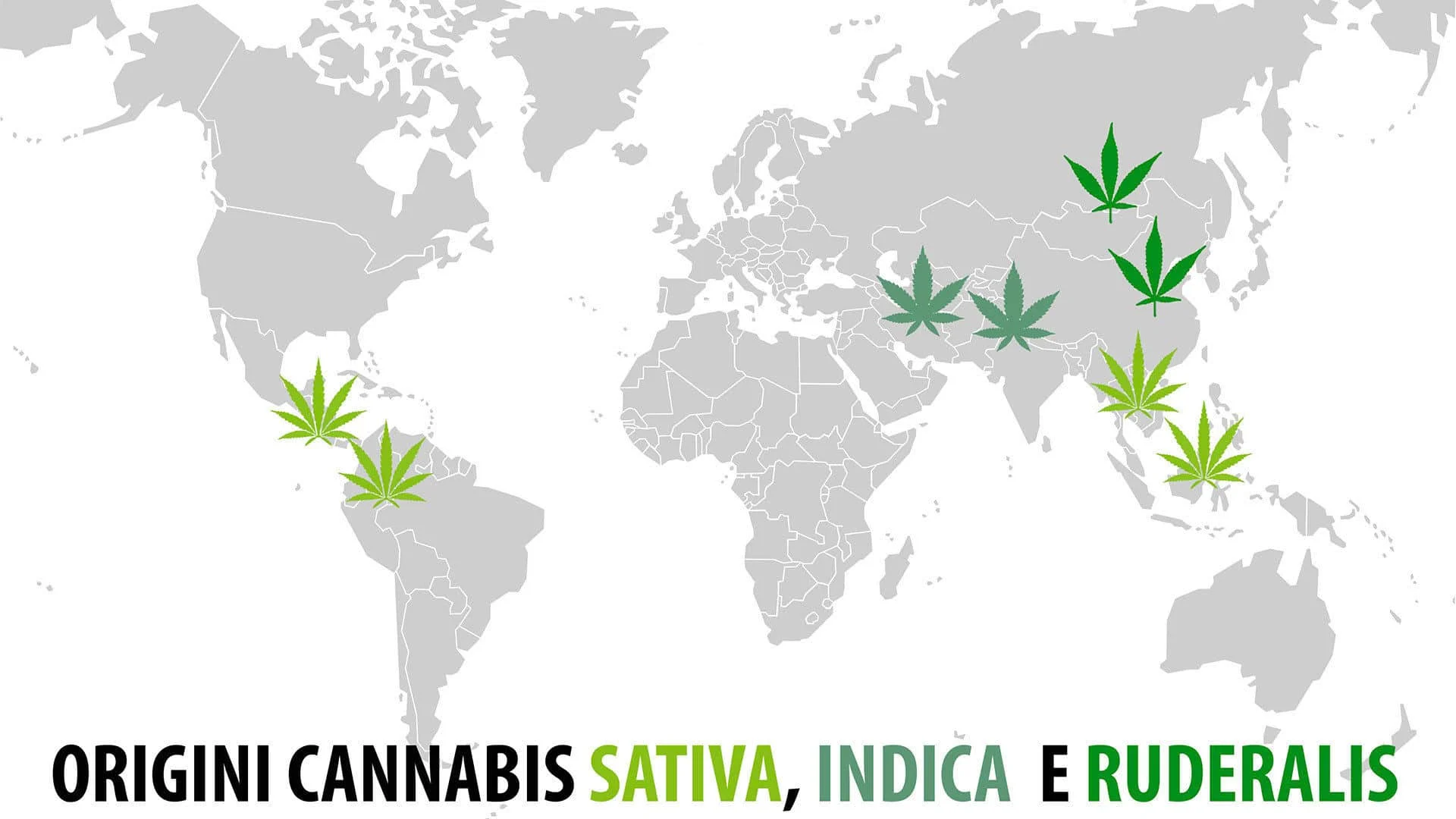differenza tra Indica e Sativa