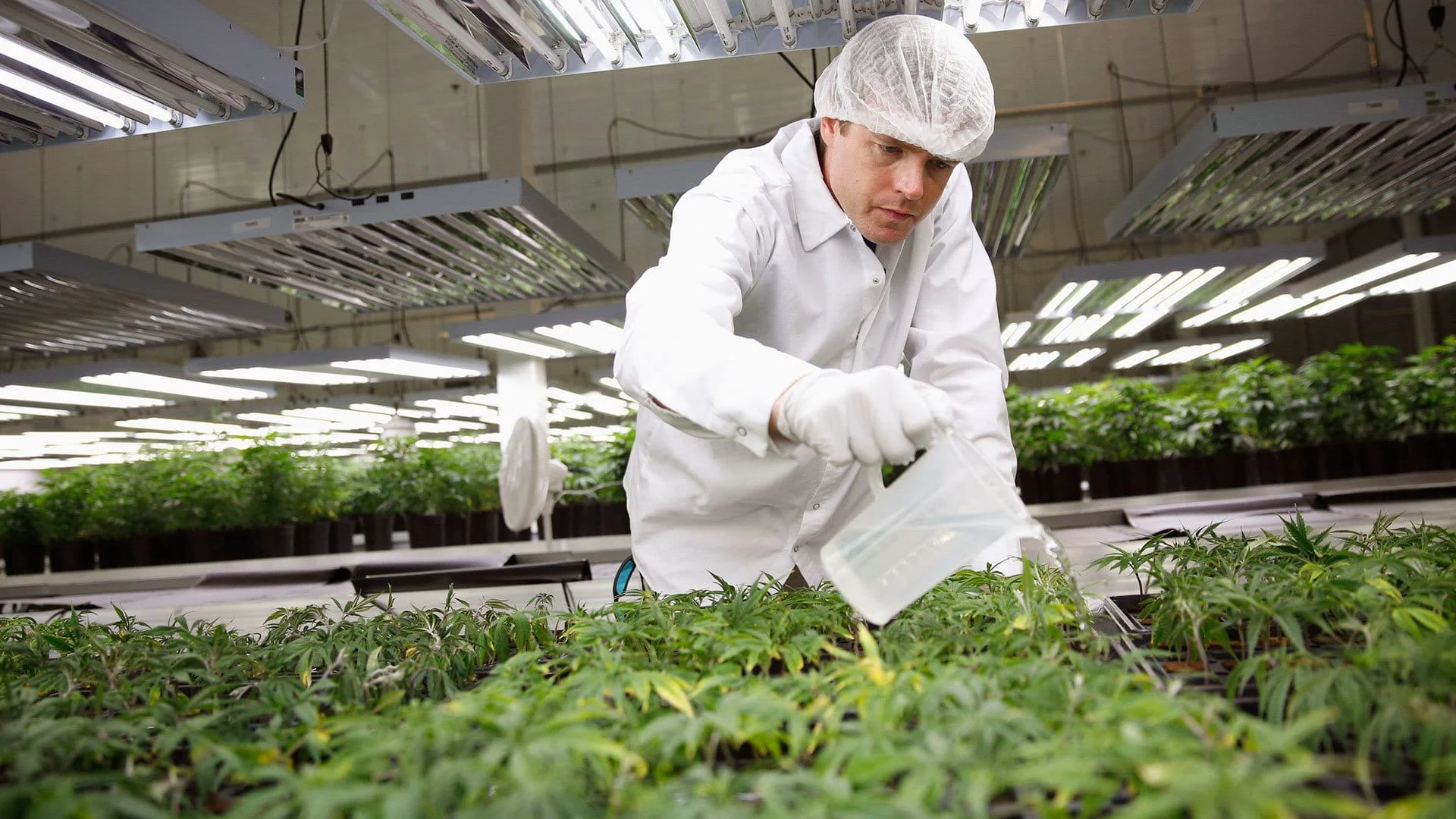 ladymary cannabis farmer