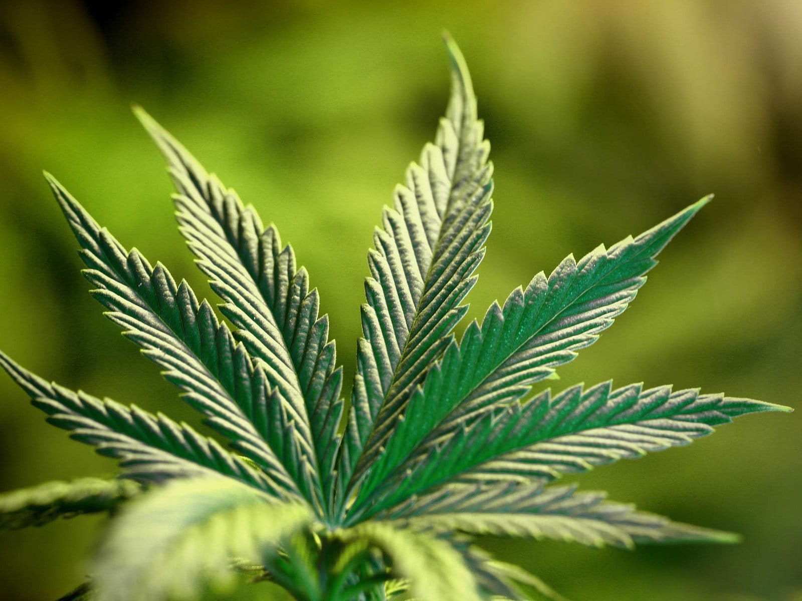thc ricreativo
