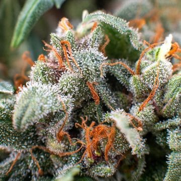 Trichomes contain CBD and THC