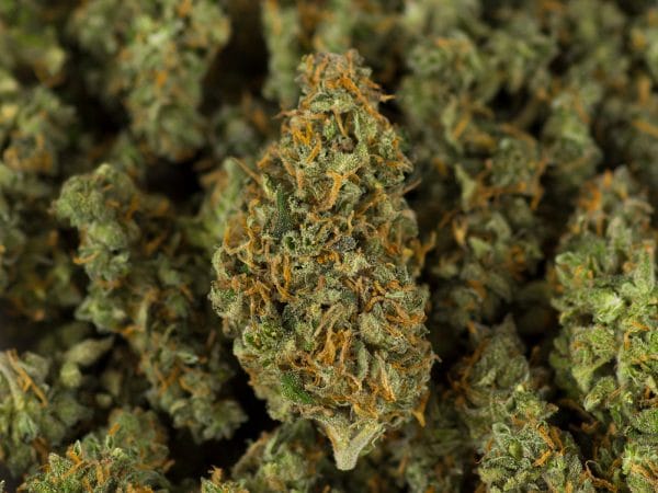 Legal weed flower 20% CBD