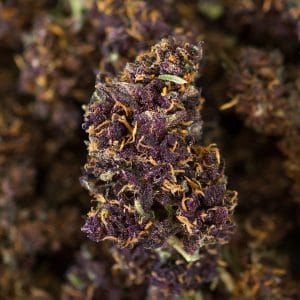 purple haze purple legal weed strain