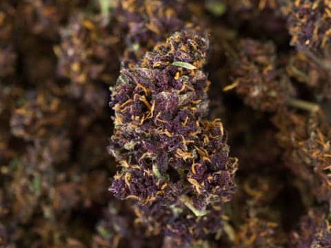 purple_maze