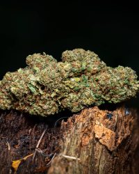 Frosty Mandarin CBD flower