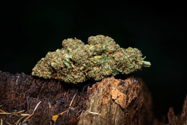 Frosty Mandarin CBD flower