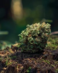 Cherry Bloom CBD strain