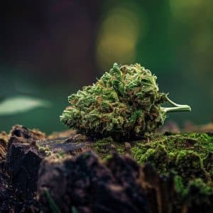 Cherry Bloom CBD flower