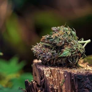 Purple Cherry CBD flower