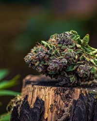 Bluberry CBD Flower