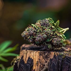 Bluberry CBD Flower