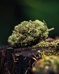 Piña Kush CBD flower