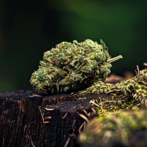 Piña Kush CBD flower