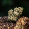 Velvet Amnesia - CBD 16%