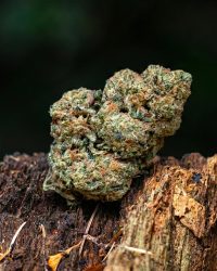 Velvet Amnesia - CBD 16%