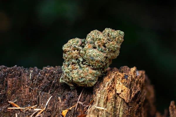 Velvet Amnesia - CBD 16%