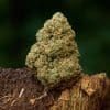 Chill Guru - CBD 16%