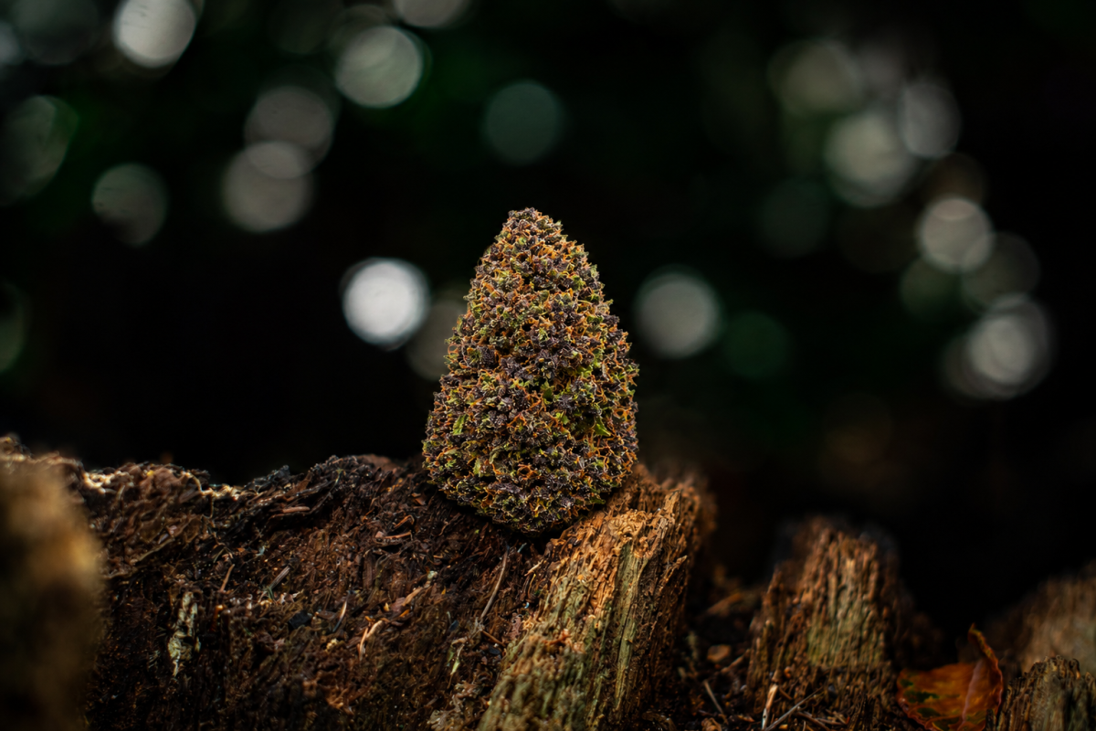 Blue Dream — Ladymary indoor CBD flower