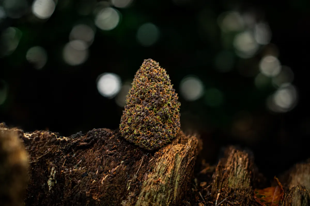 Blue Dream — Ladymary indoor CBD flower