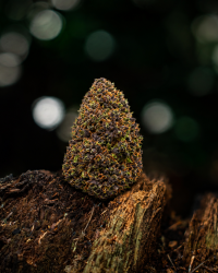 Blue Dream — Ladymary indoor CBD flower