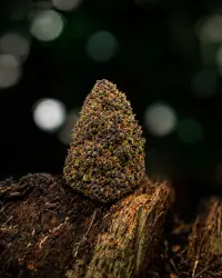 Blue Dream — Ladymary indoor CBD flower