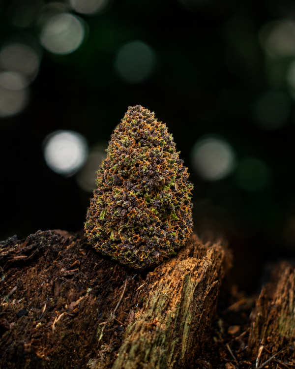 Blue Dream — Ladymary indoor CBD flower