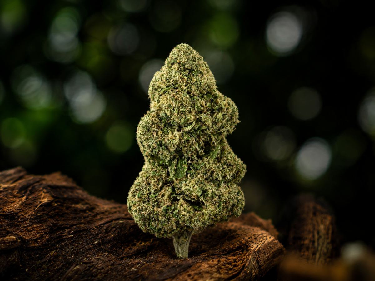 Runtz — Ladymary indoor CBD flower