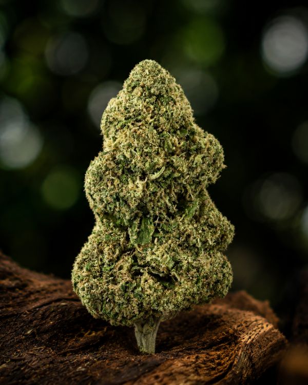 Runtz — Ladymary indoor CBD flower