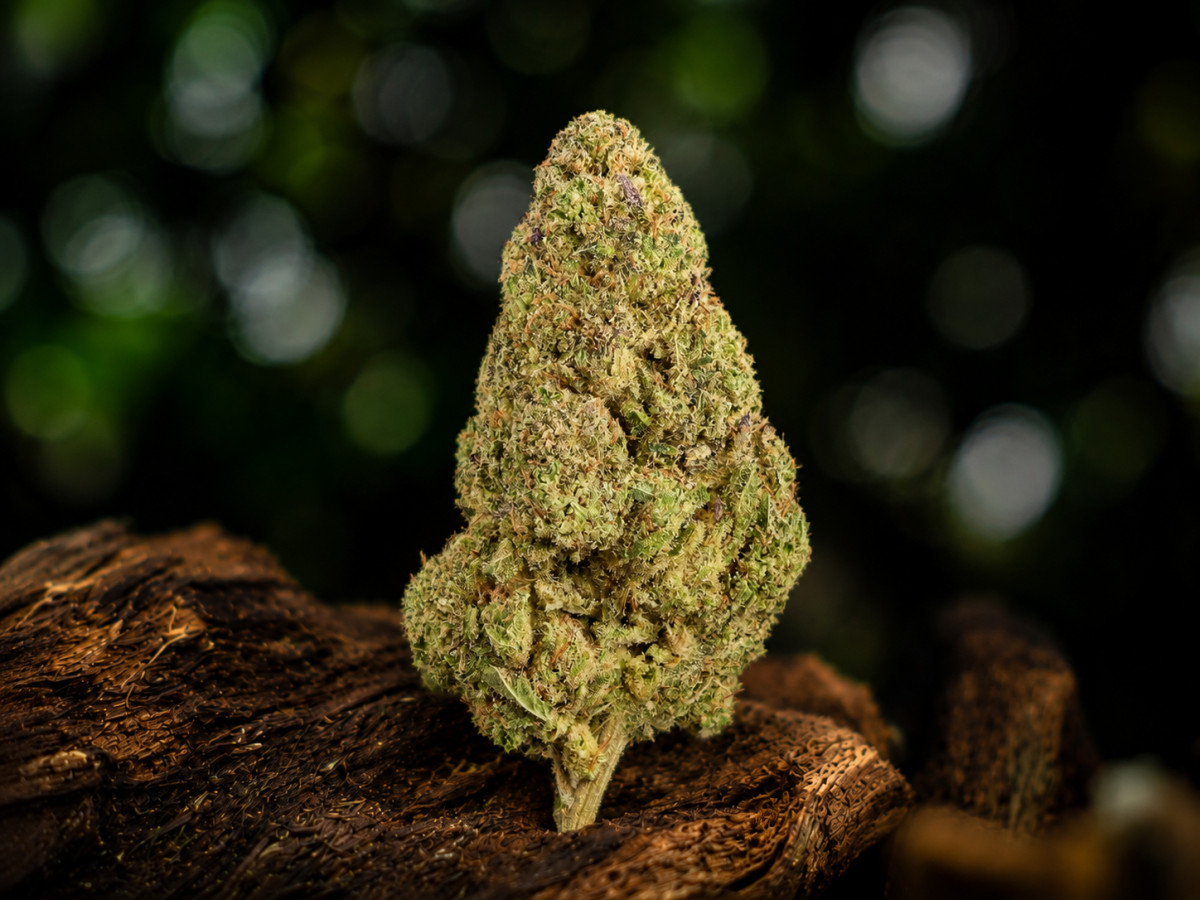 OG Kush — Ladymary indoor CBD flower
