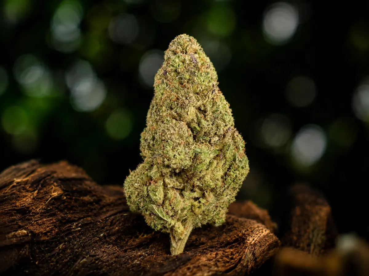 Girl Scout Cookies — Ladymary indoor CBD flower