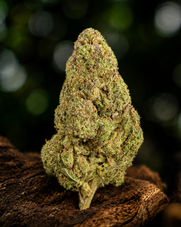 OG Kush — Ladymary indoor CBD flower