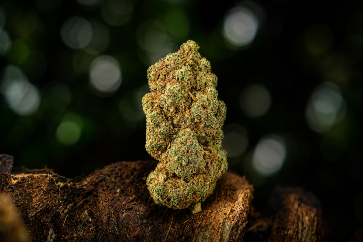 Flower Power — Ladymary indoor CBD flower