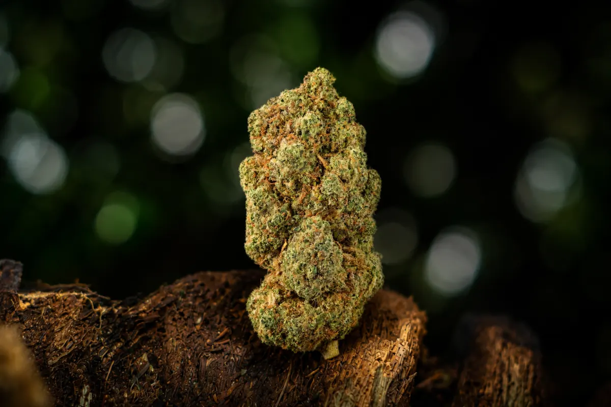 Amnesia Hydro — Ladymary indoor CBD flower