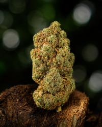 Flower Power — Ladymary indoor CBD flower