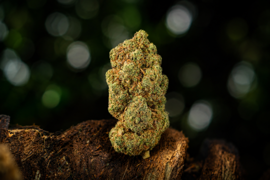 Amnesia Hydro — Ladymary indoor CBD flower