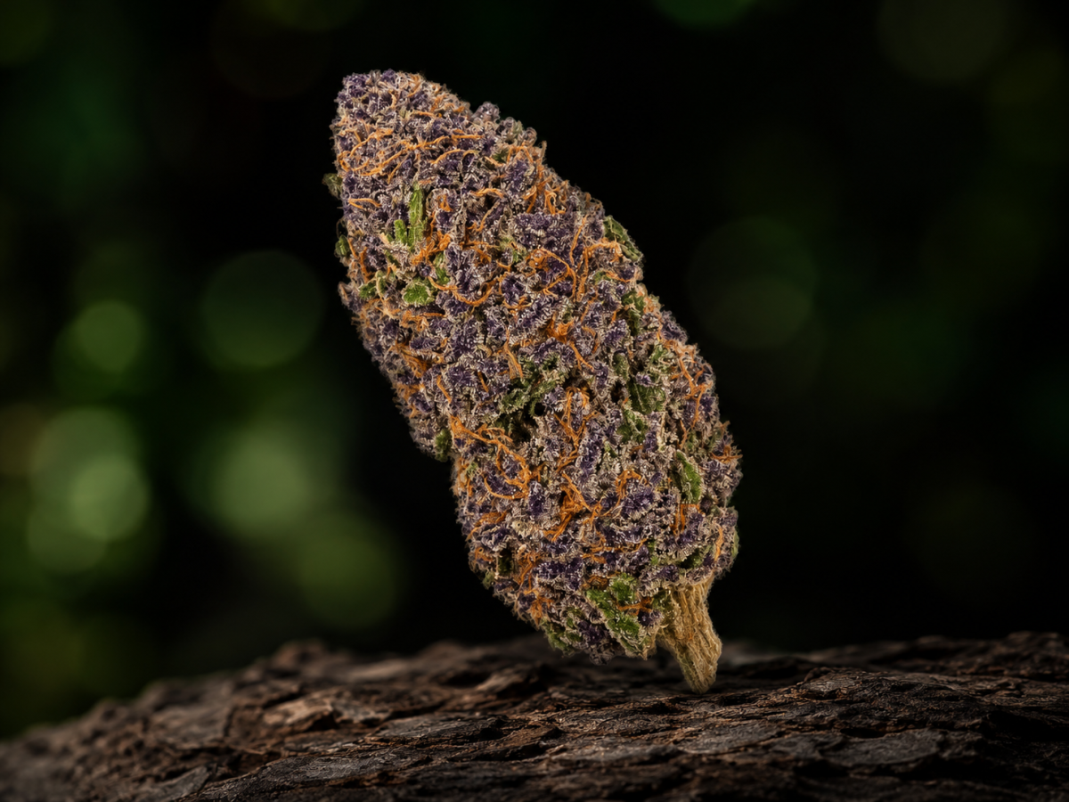 Granddaddy Purple — Ladymary indoor CBD flower viola