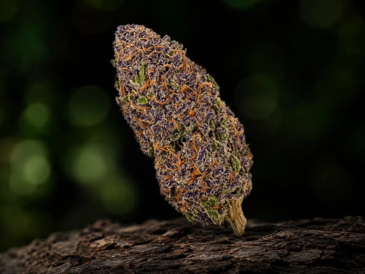 Granddaddy Purple — Ladymary indoor CBD flower viola