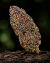 Granddaddy Purple — Ladymary indoor CBD flower viola