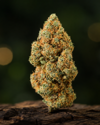 Amnesia Haze — Ladymary indoor CBD flower